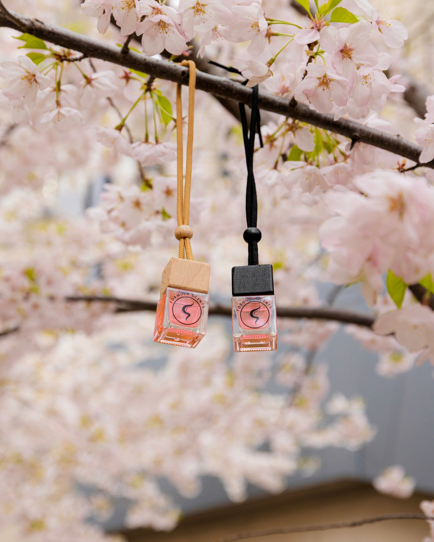 JDM Cherry Blossom
